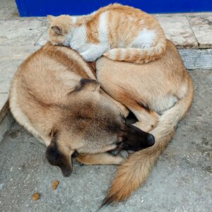 Hükümet Konağı Önündeki Ayrılmaz İkili İlgi Odağı Oldu Aydın’ın Nazilli
