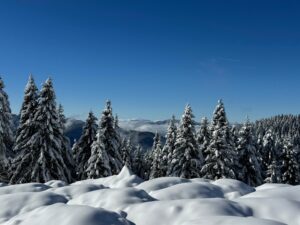 2 Bin Rakımlı Yaylada Kar Kalınlığı 25 Santimetreye Ulaştı Ordu’da