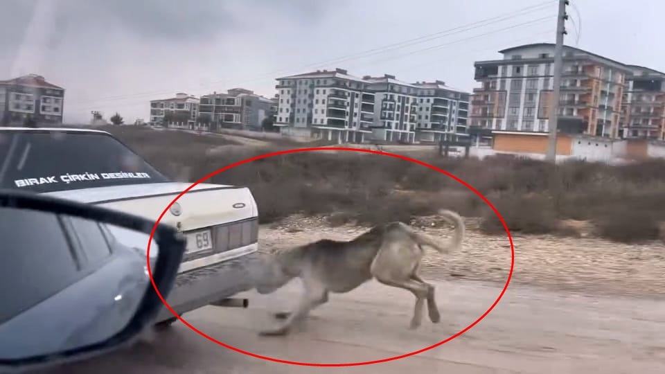 İnegöl’de Bir Sürücünün Köpeğini Aracına Bağlayarak İlerlediği Görüntüler Sosyal Medyada