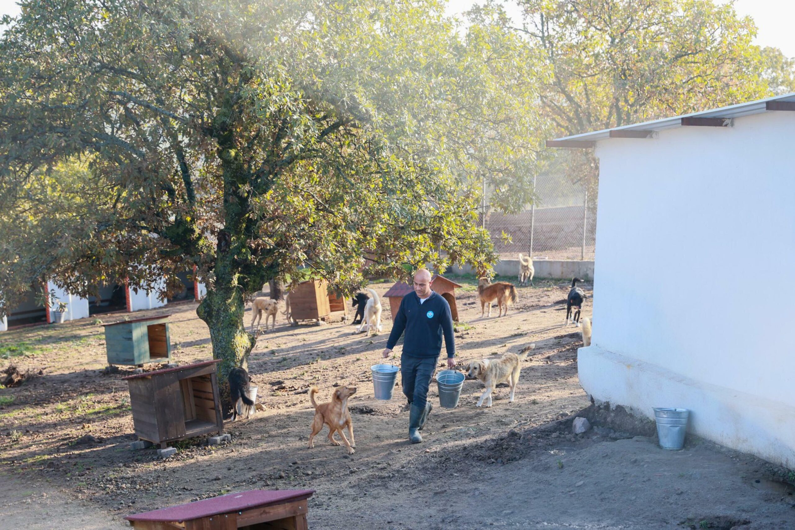 &nbsp; Sahiplendiği Köpekleri Açlığa ve Bakımsızlığa Mahkum Etti Manisa’nın Yunusemre