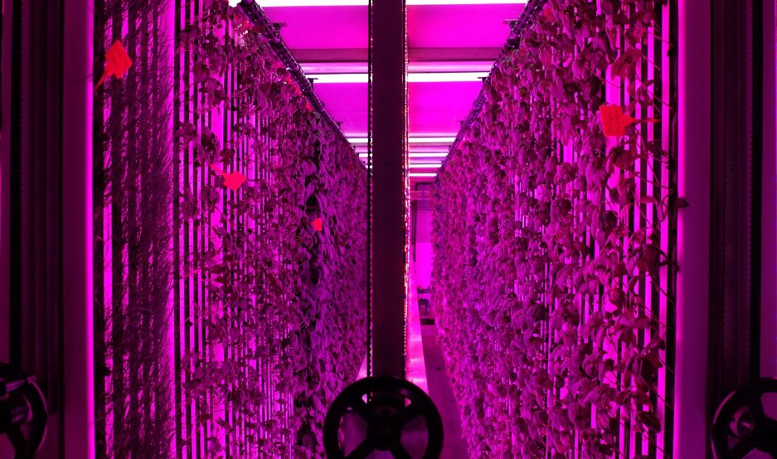 &nbsp; İGSAŞ İş Birliğiyle Sürdürülebilir Tarım Kampüsün Merkezinde Yeditepe Üniversitesi