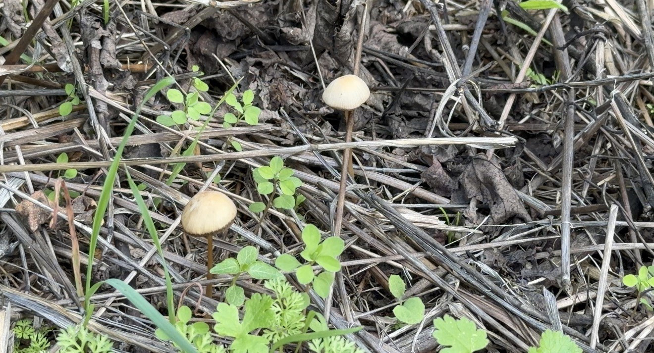 Akdeniz Üniversitesi (AÜ) Öğretim Görevlisi Dr. Süleyman İbze, doğadan toplanan