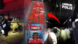 Zehir Tacirlerinin Kirli Planı: Hayvanların Karın Boşluğuna Uyuşturucu Dikmişler İçişleri