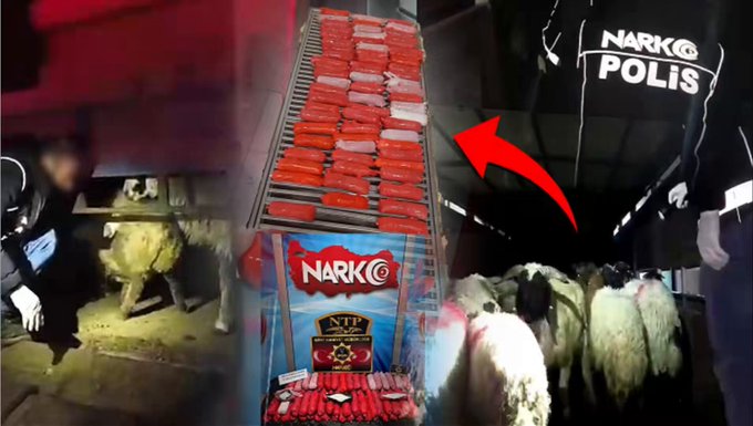 Zehir Tacirlerinin Kirli Planı: Hayvanların Karın Boşluğuna Uyuşturucu Dikmişler İçişleri