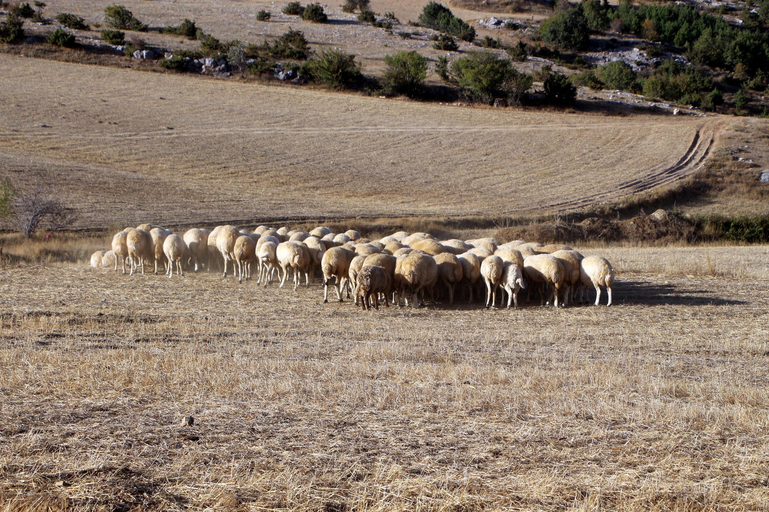 &nbsp; Çoban Bulmada Zorluk ve Mesleğin Geleceği Türkiye Damızlık Koyun