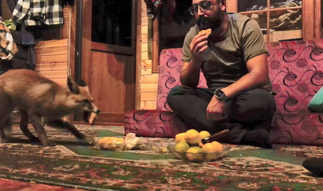 &nbsp; Barakaya Gelen Tilki Zamanla Alıştı Kocaeli’nin Kartepe ilçesinde yaşayan