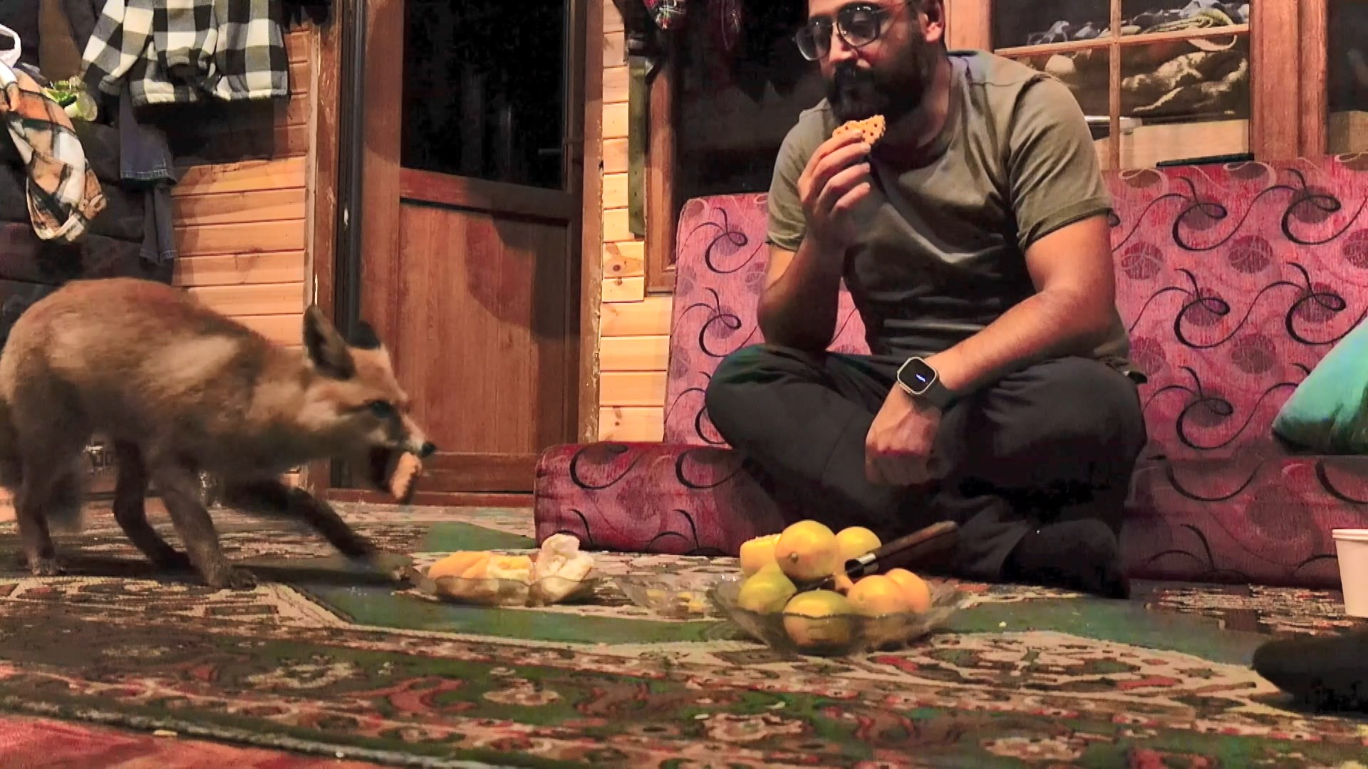 &nbsp; Barakaya Gelen Tilki Zamanla Alıştı Kocaeli’nin Kartepe ilçesinde yaşayan