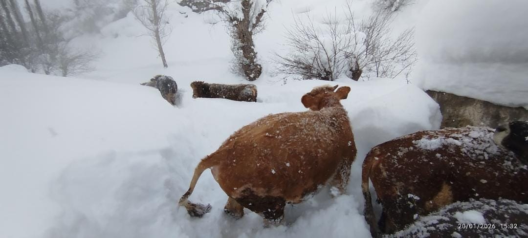 SİVAS’ın Koyulhisar ilçesinde etkili olan yoğun kar yağışı hayatı olumsuz
