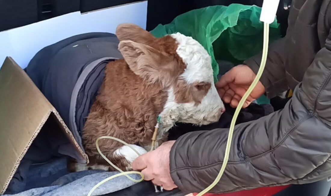 Ardahan’ın Posof ilçesinde rahatsızlanan 5 günlük bir buzağı, sahibi tarafından