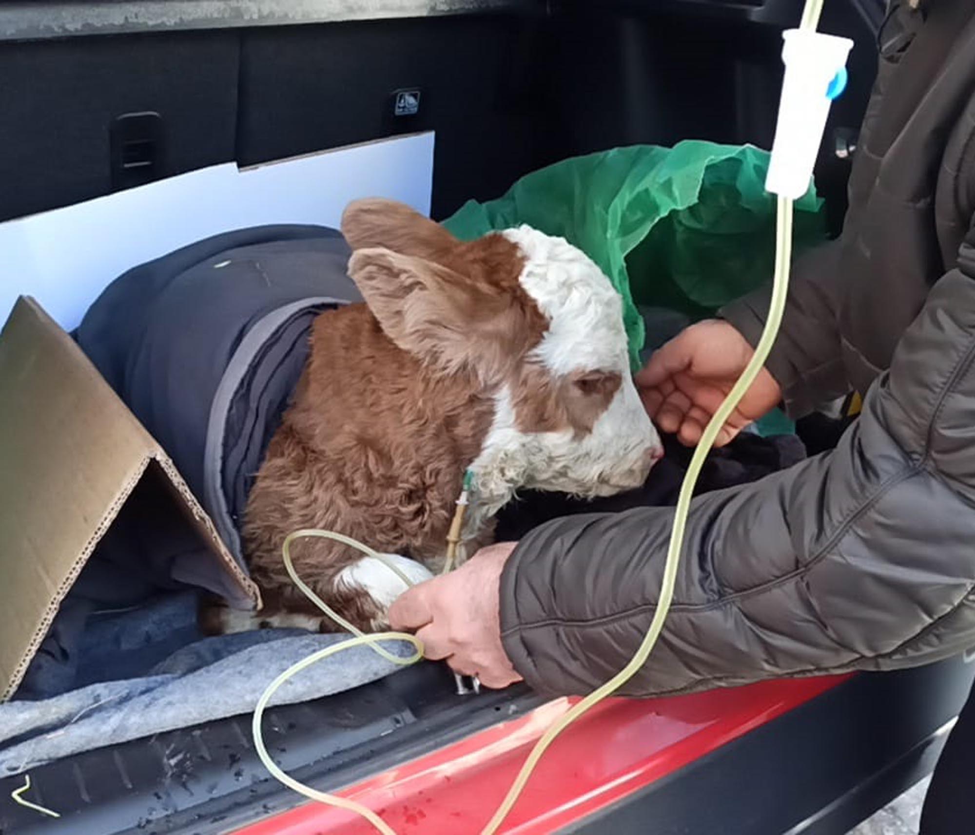Ardahan’ın Posof ilçesinde rahatsızlanan 5 günlük bir buzağı, sahibi tarafından