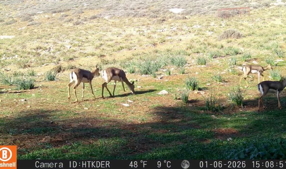 “Hatay’ın Eşsiz Canlıları: Dağ Ceylanı ve Çizgili Sırtlan Koruma Projesi”