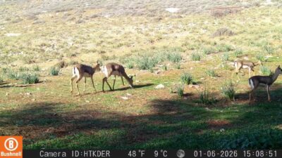 “Hatay’ın Eşsiz Canlıları: Dağ Ceylanı ve Çizgili Sırtlan Koruma Projesi”