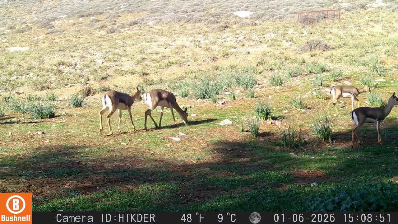 “Hatay’ın Eşsiz Canlıları: Dağ Ceylanı ve Çizgili Sırtlan Koruma Projesi”