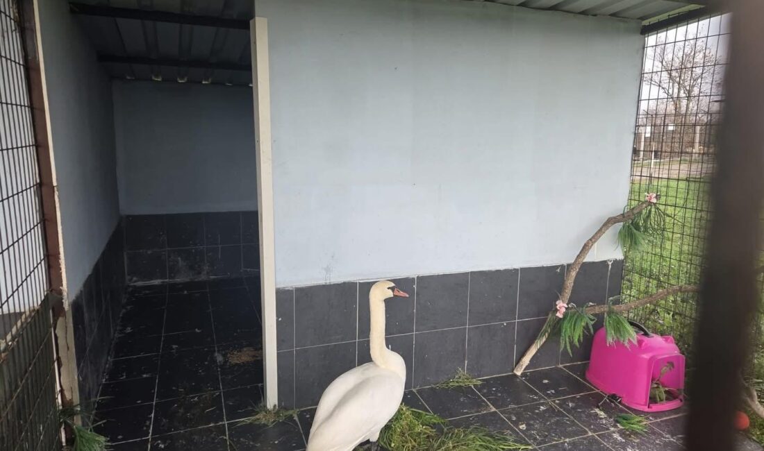 Edirne’nin Keşan ilçesinde uçamaz halde ve bitkin bulunan kuğu, belediye