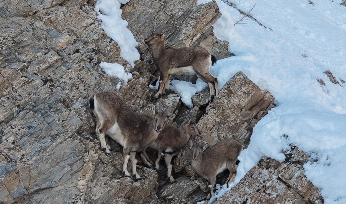 Kar Kalınlığı 2 Metreyi Buldu, Yaban Hayatı Olumsuz Etkilendi Hakkari’nin