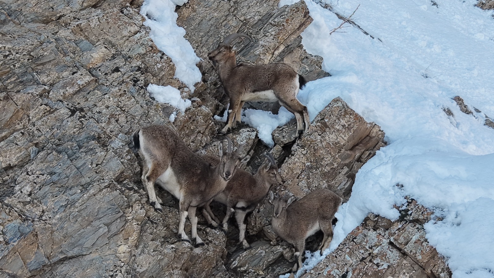 Kar Kalınlığı 2 Metreyi Buldu, Yaban Hayatı Olumsuz Etkilendi Hakkari’nin