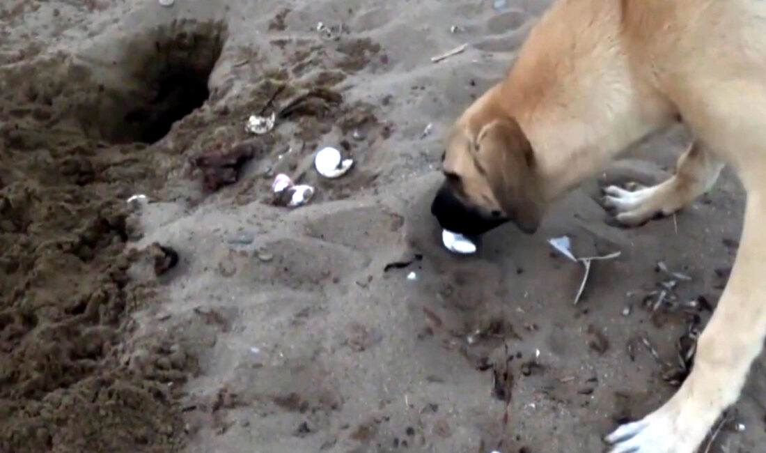 Nesli Tehlike Altındaki Deniz Kaplumbağalarının En Büyük Yuvalama Alanı Olan