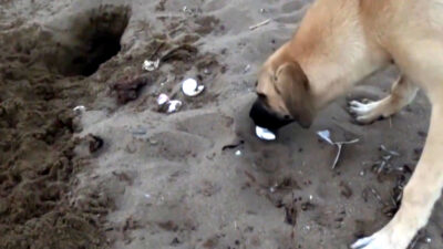 Nesli Tehlike Altındaki Deniz Kaplumbağalarının En Büyük Yuvalama Alanı Olan