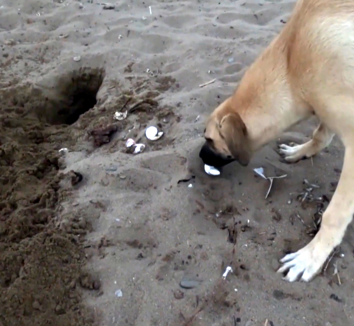 Nesli Tehlike Altındaki Deniz Kaplumbağalarının En Büyük Yuvalama Alanı Olan