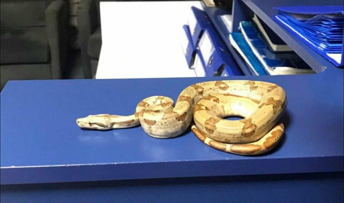 İzmir’in Karşıyaka ilçesinde, yanında taşıdığı egzotik yılanla kafeye giden bir