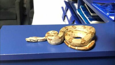 İzmir’in Karşıyaka ilçesinde, yanında taşıdığı egzotik yılanla kafeye giden bir
