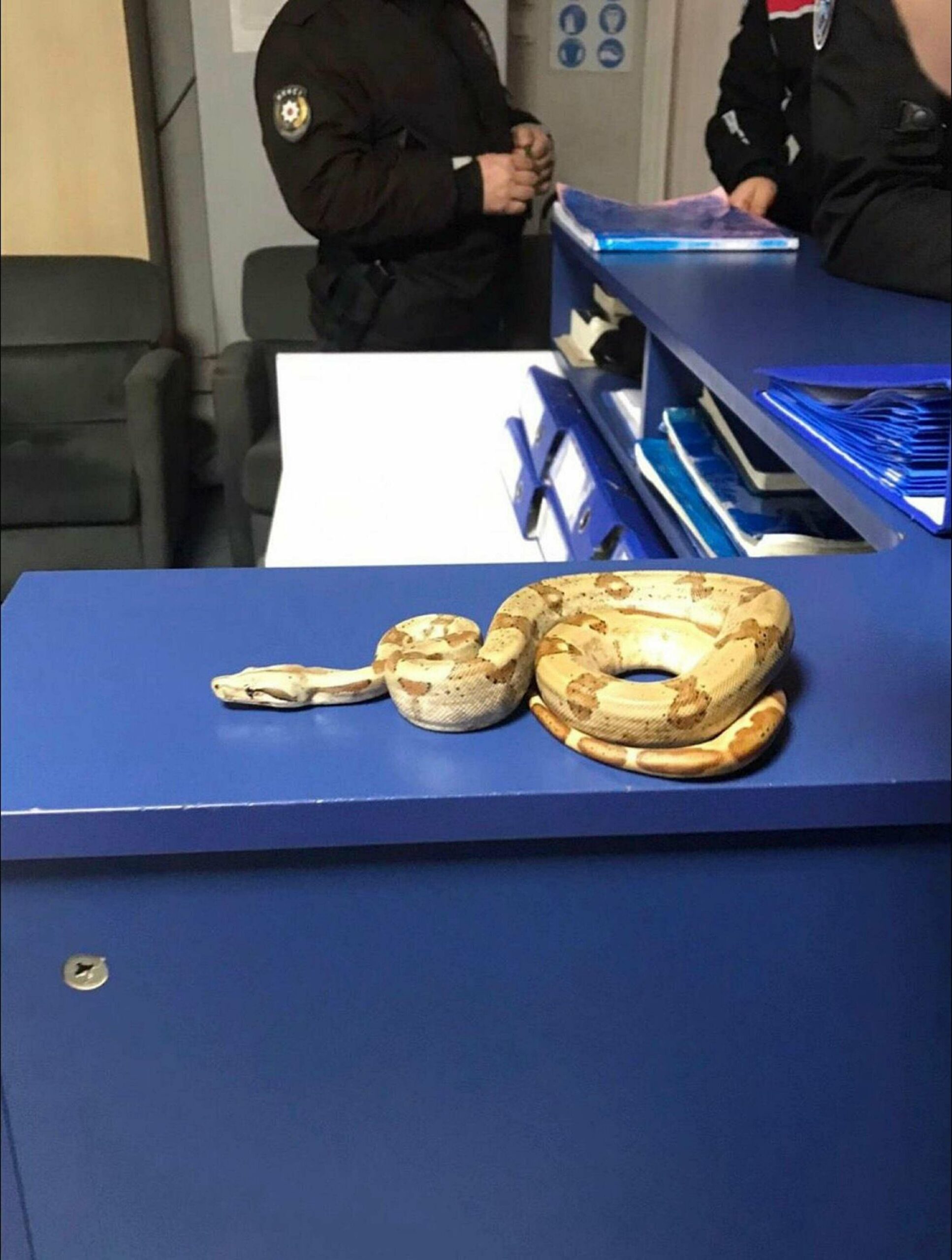 İzmir’in Karşıyaka ilçesinde, yanında taşıdığı egzotik yılanla kafeye giden bir