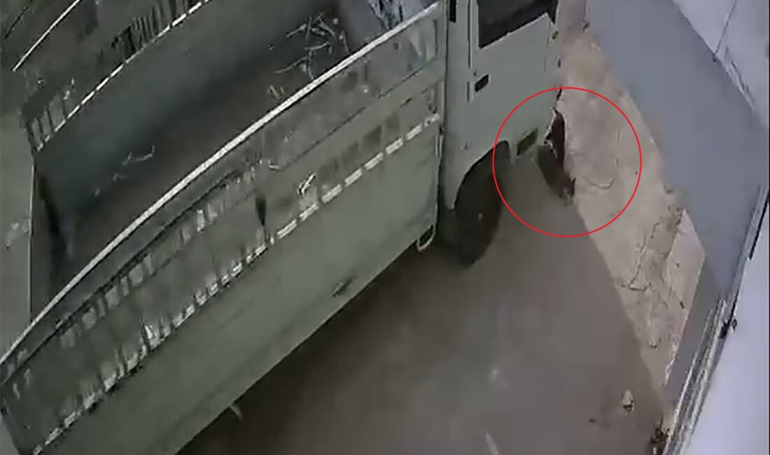 Adana’da kamyonetiyle sokaktaki bir kediyi ezip ağır yaraladıktan sonra kaçan