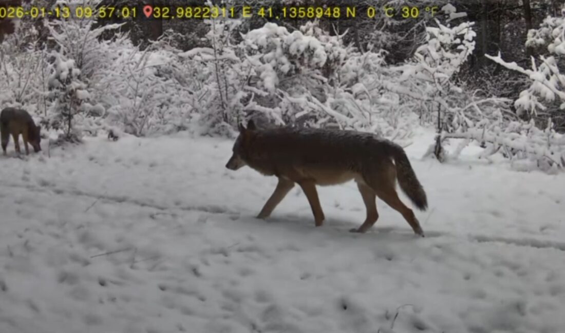 Karabük’ün Ovacık ilçesinde, yaban hayatını gözlemlemek amacıyla ormanlık alana yerleştirilen