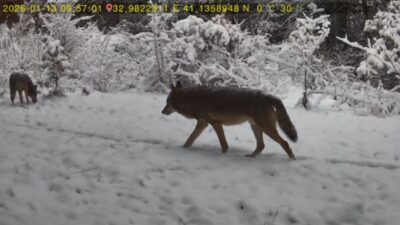 Karabük’ün Ovacık ilçesinde, yaban hayatını gözlemlemek amacıyla ormanlık alana yerleştirilen