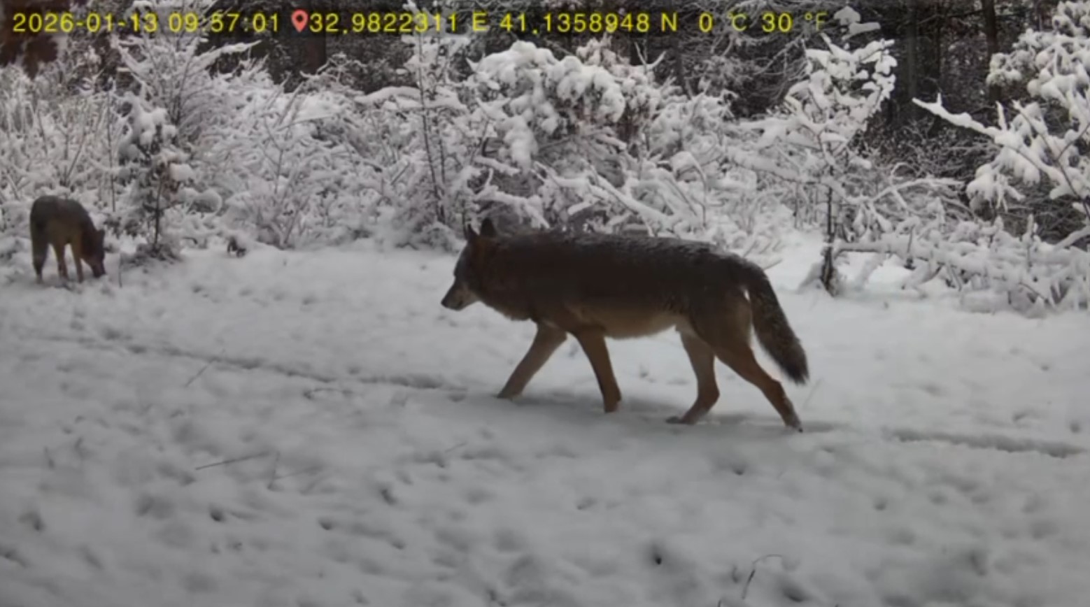 Karabük’ün Ovacık ilçesinde, yaban hayatını gözlemlemek amacıyla ormanlık alana yerleştirilen