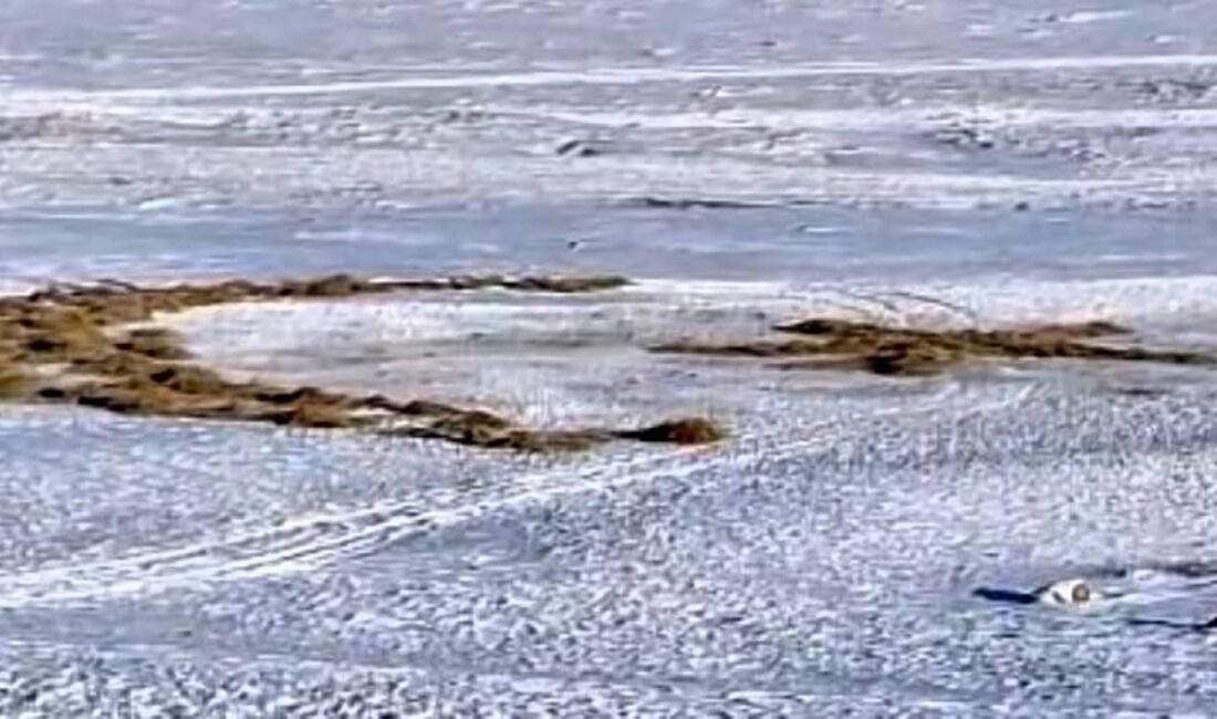 Kars’ın Ermenistan sınırında bulunan Yılanlı köyünde yaşayan 18 yaşındaki Süleyman