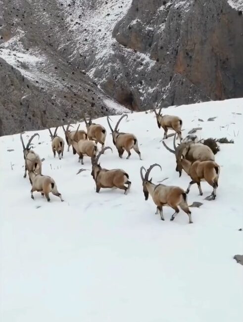 Kayseri, Niğde ve Adana sınırları içerisinde yer alan Aladağlar’da, karlar