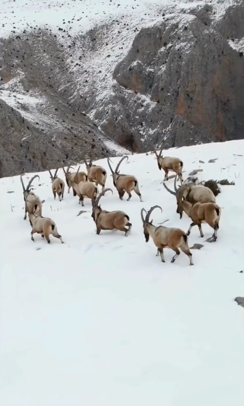 Kayseri, Niğde ve Adana sınırları içerisinde yer alan Aladağlar’da, karlar