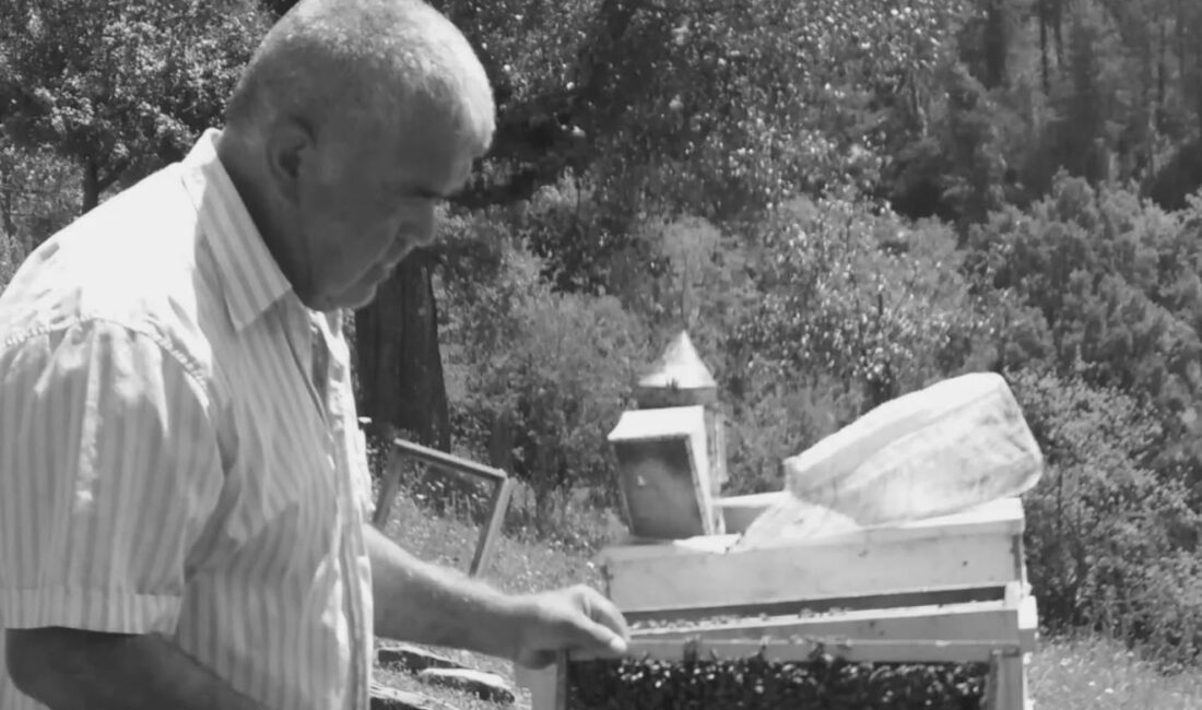 Bartın’ın Ulus ilçesinde ormanda kesim yaptığı sırada devrilen ağacın altında