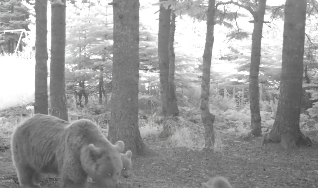 Bursa’da yaban hayatının izlenmesi amacıyla ormanlık alanlara yerleştirilen fotokapanlar, nadir