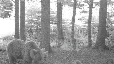 Bursa’da yaban hayatının izlenmesi amacıyla ormanlık alanlara yerleştirilen fotokapanlar, nadir