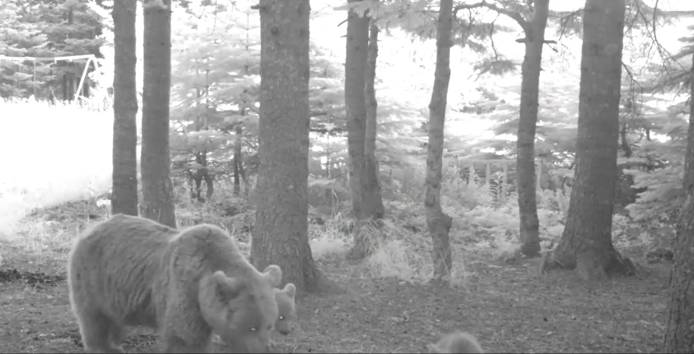 Bursa’da yaban hayatının izlenmesi amacıyla ormanlık alanlara yerleştirilen fotokapanlar, nadir