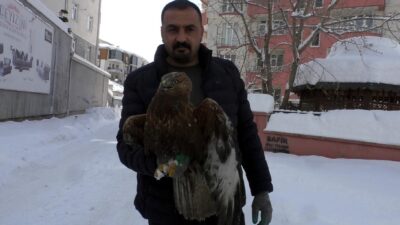 Van’ın Erciş ilçesinde yol kenarında kar üzerinde bulunan yaralı kızıl