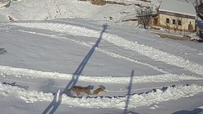 İmranlı İlçesinde Köye İnen Vaşak, Karla Kaplı Alanda Yakaladığı Tavşanı