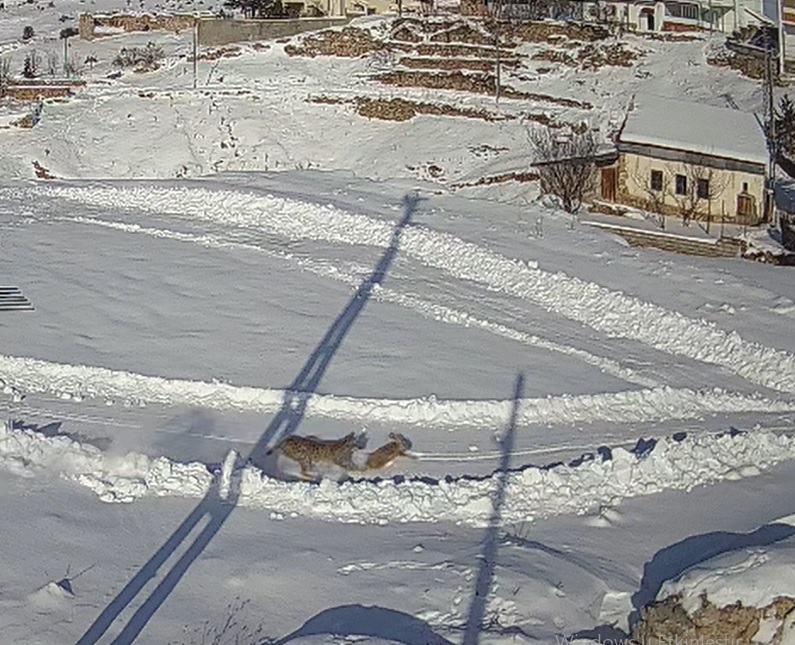 İmranlı İlçesinde Köye İnen Vaşak, Karla Kaplı Alanda Yakaladığı Tavşanı
