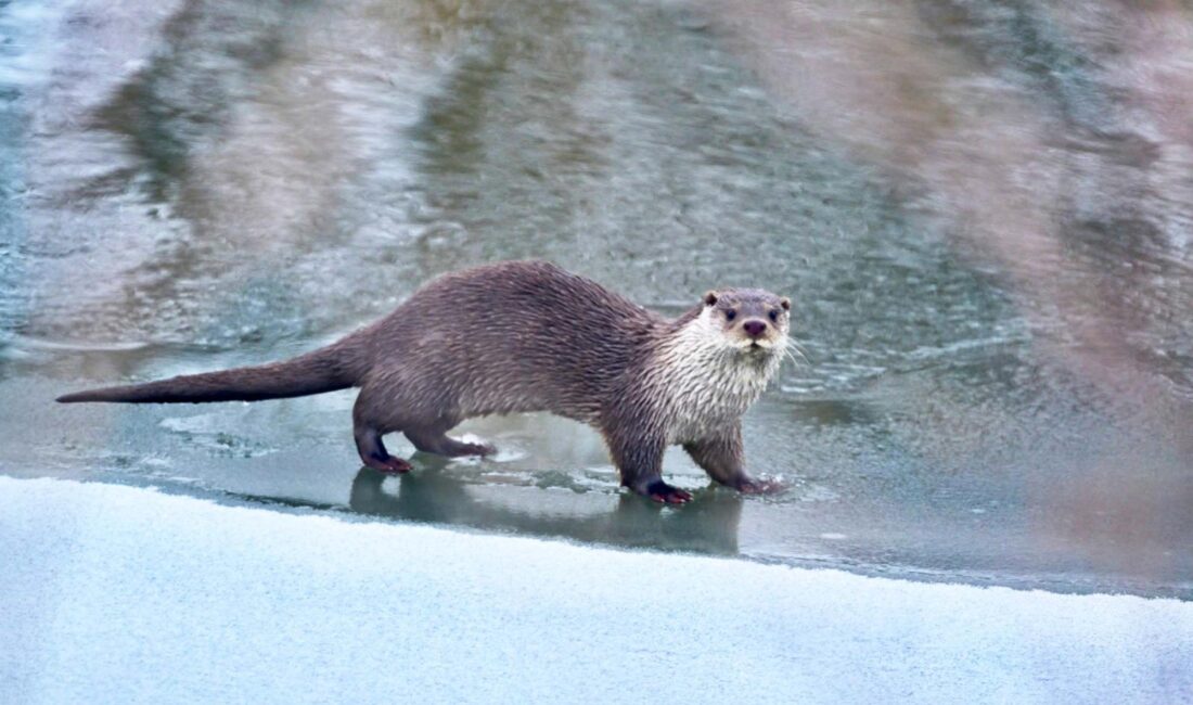 Muş’ta Karasu Nehri ve Ağrı’daki bir derede, nesli tehlike altında