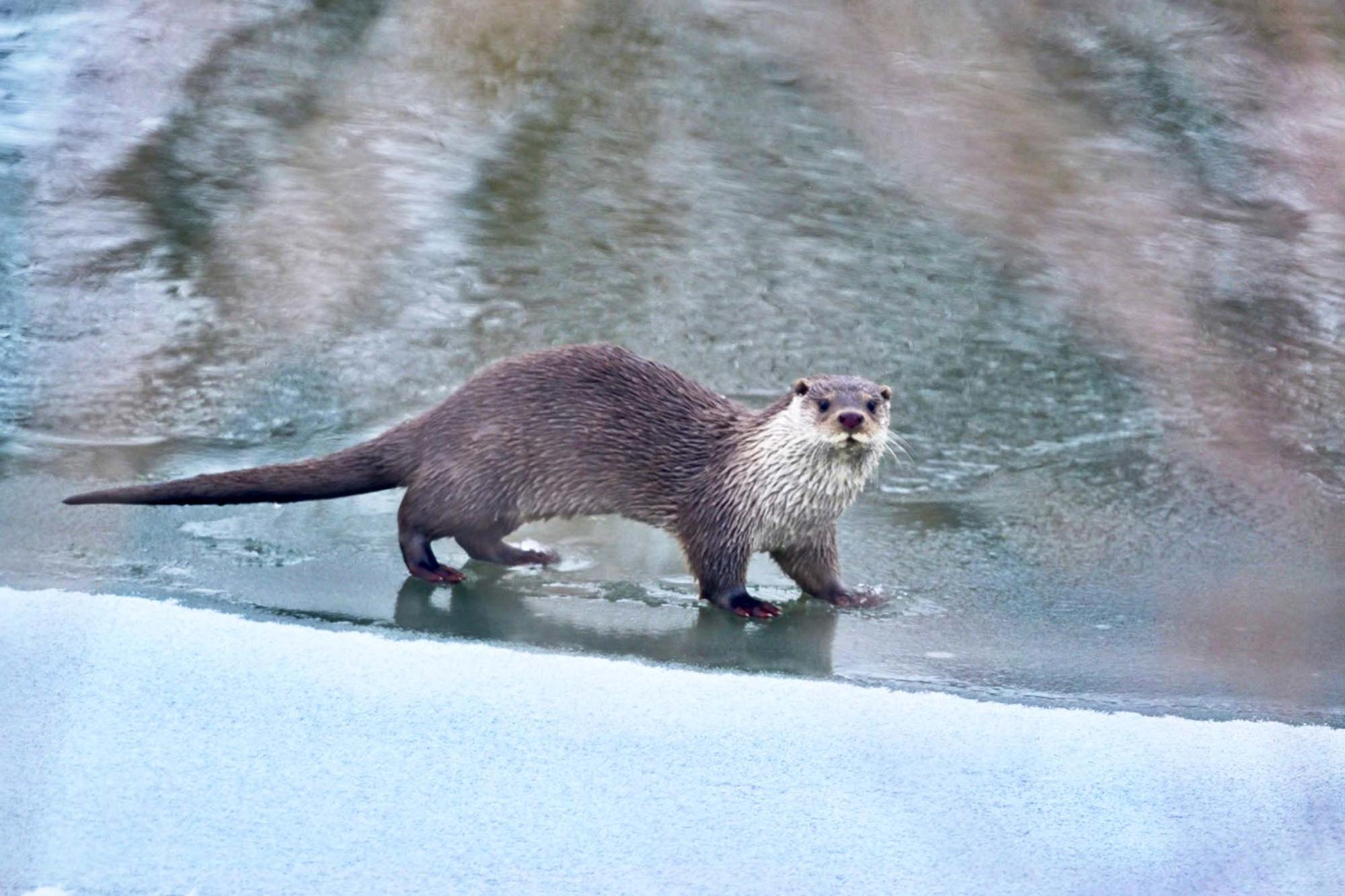 Muş’ta Karasu Nehri ve Ağrı’daki bir derede, nesli tehlike altında