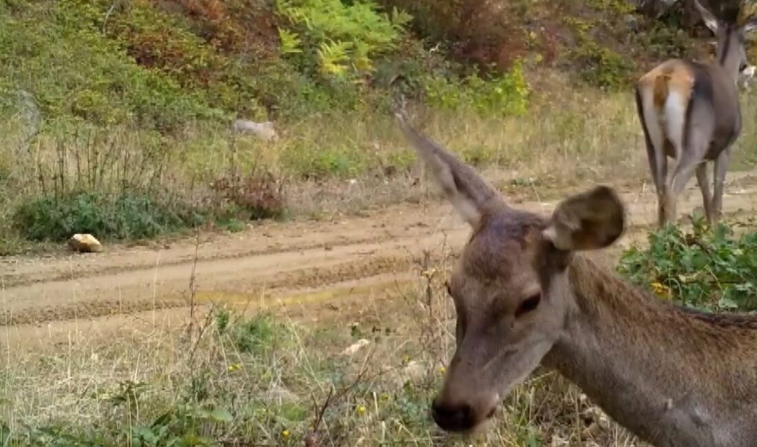 Bursa’da yaban hayatının izlenmesi ve korunması amacıyla ormanlık alanlara yerleştirilen
