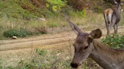 Bursa’da yaban hayatının izlenmesi ve korunması amacıyla ormanlık alanlara yerleştirilen