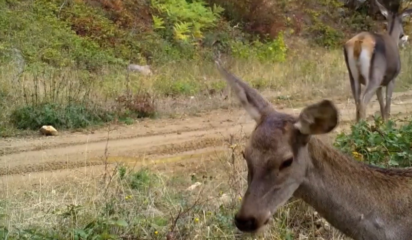 Bursa’da yaban hayatının izlenmesi ve korunması amacıyla ormanlık alanlara yerleştirilen