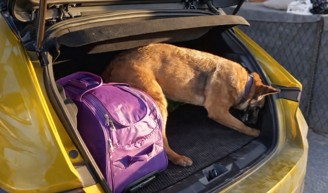 Samsun’un Havza ilçesinde polisin şüphe üzerine durdurduğu bir otomobilde yapılan
