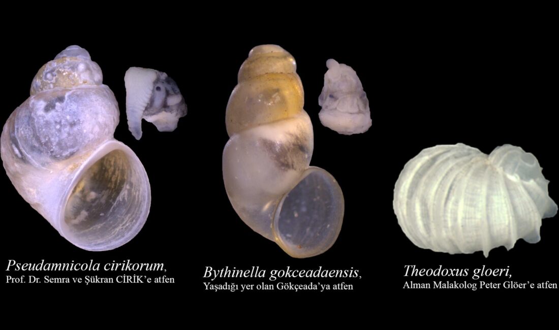 Çanakkale Onsekiz Mart Üniversitesi (ÇOMÜ) Deniz Bilimleri ve Teknolojisi Fakültesi