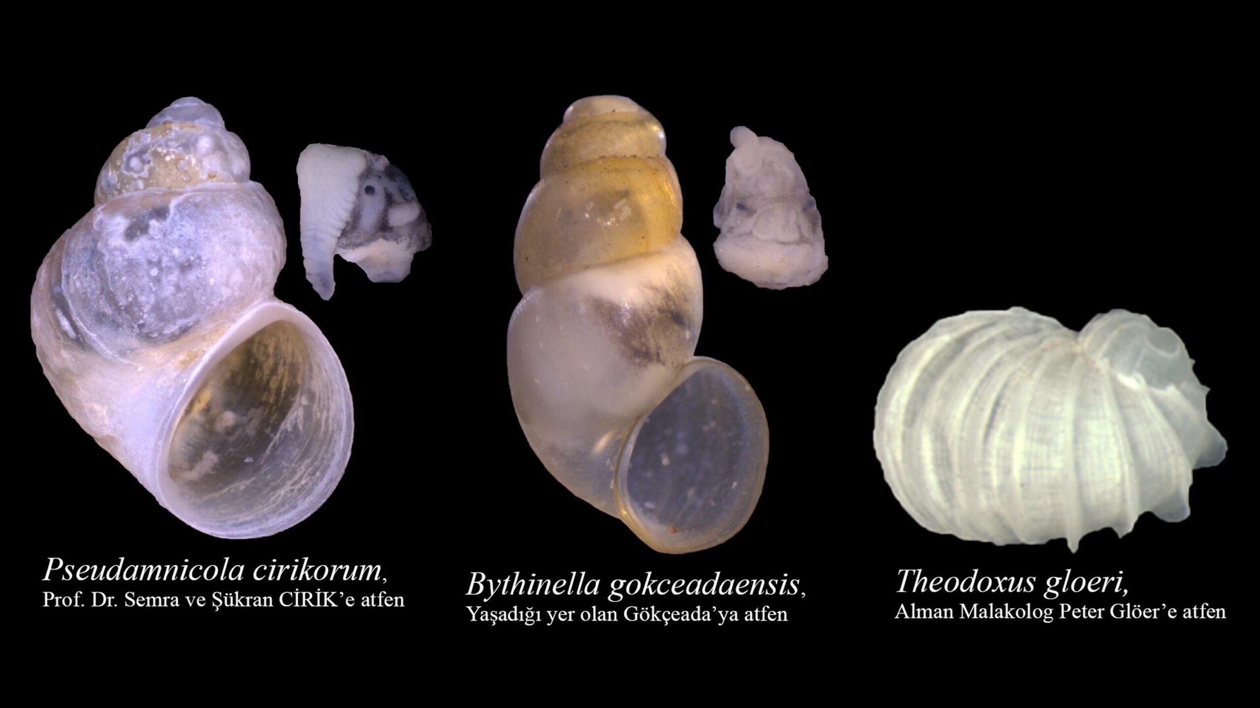 Çanakkale Onsekiz Mart Üniversitesi (ÇOMÜ) Deniz Bilimleri ve Teknolojisi Fakültesi