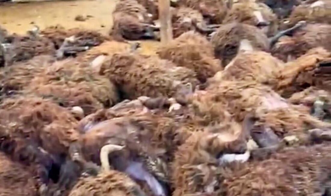 Kars’ın Digor ilçesine bağlı Bostankale köyünde, yoğun sisin etkili olduğu