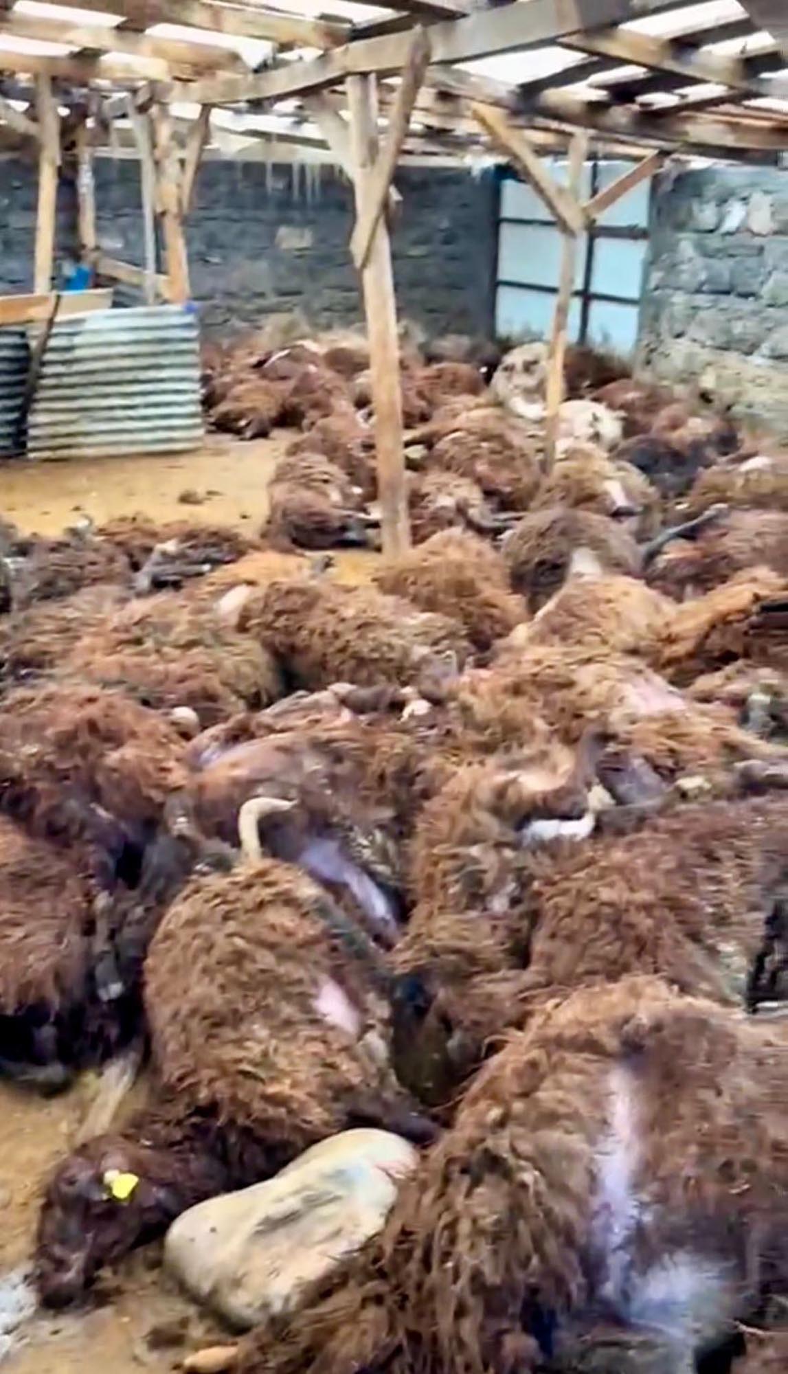 Kars’ın Digor ilçesine bağlı Bostankale köyünde, yoğun sisin etkili olduğu